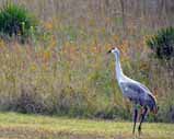 sandhill crane